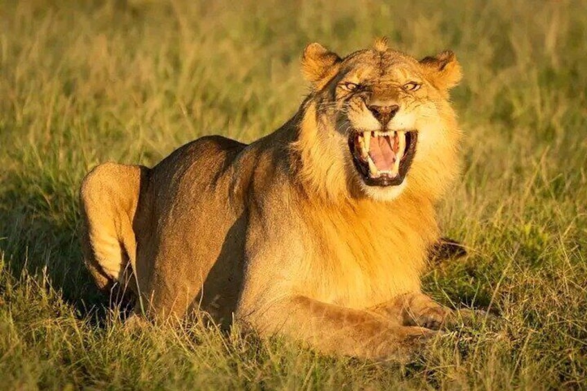 Chobe Full Day Safari