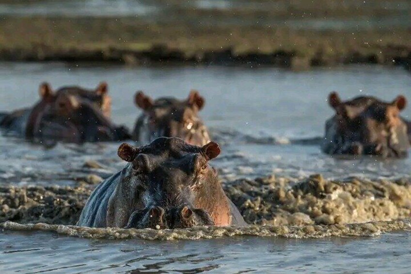 Chobe Full Day Safari
