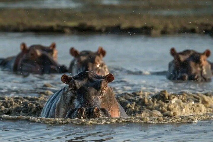 Chobe Full Day Safari