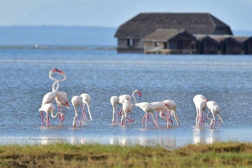 Greater flamingoes at Lake Amboseli