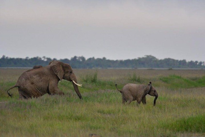 2 Days Amboseli Private Safari