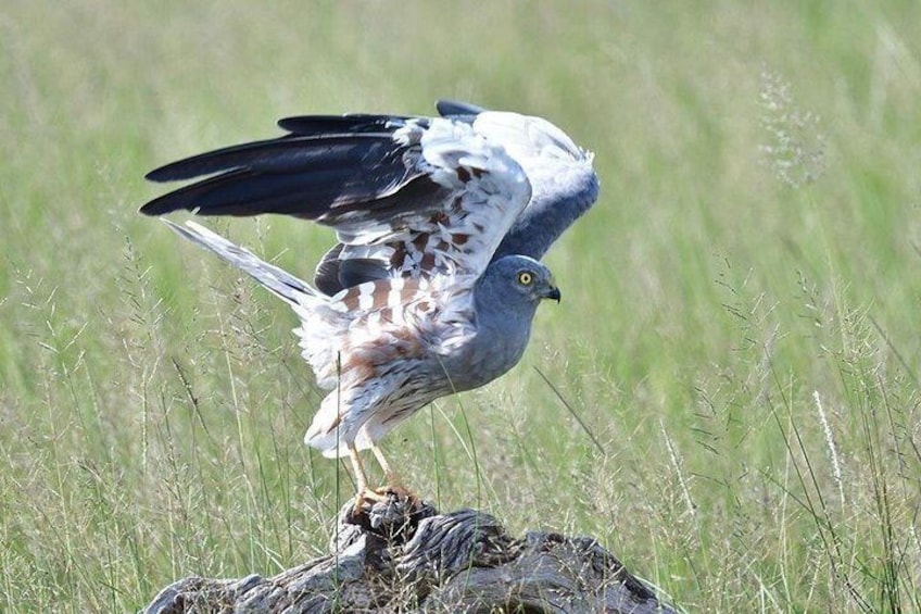 2 Days Amboseli Private Safari