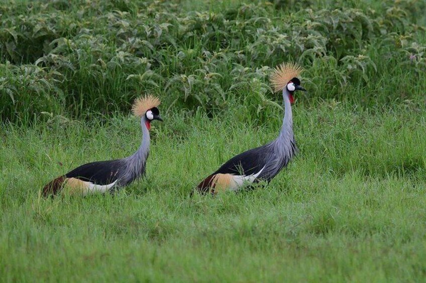 2 Days Amboseli Private Safari