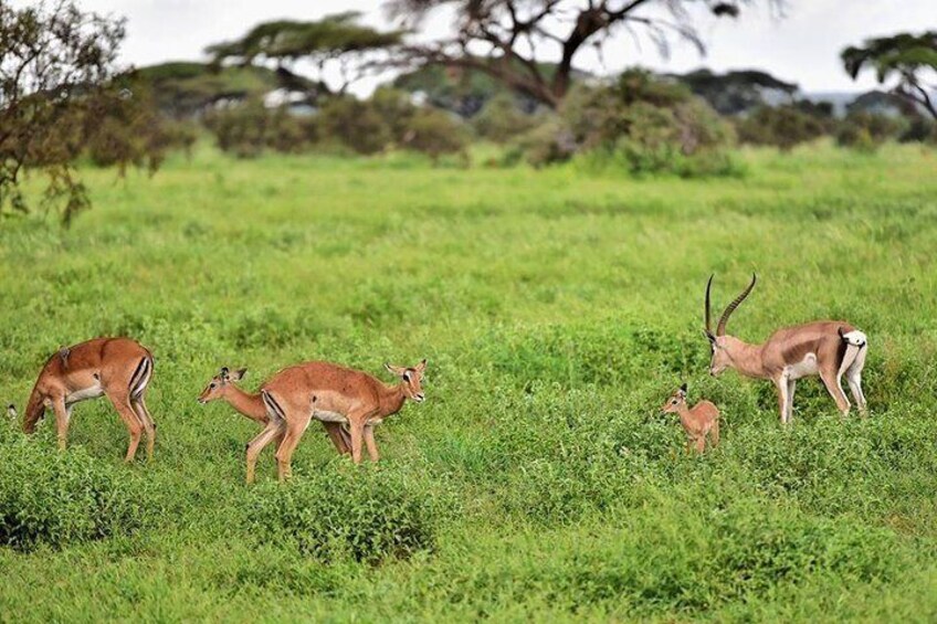 Grant Gazelles