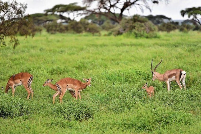 Grant Gazelles