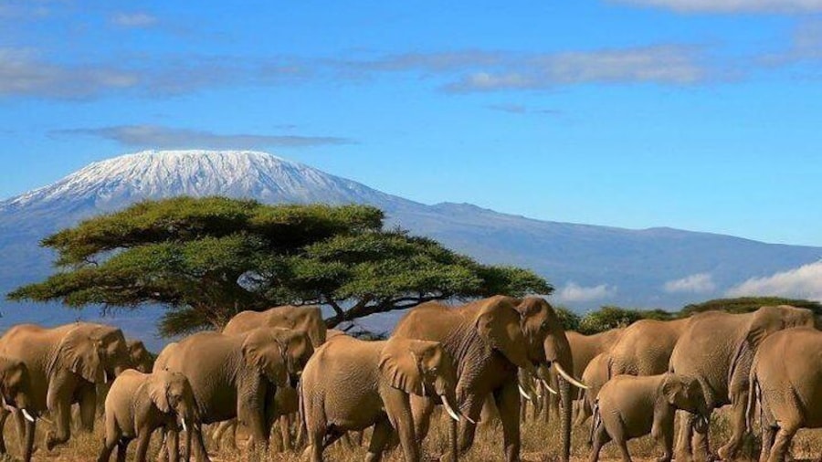 Elephants with a view of Mt.Kilimanjaro