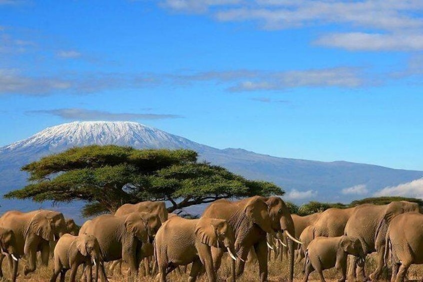 Elephants with a view of Mt.Kilimanjaro