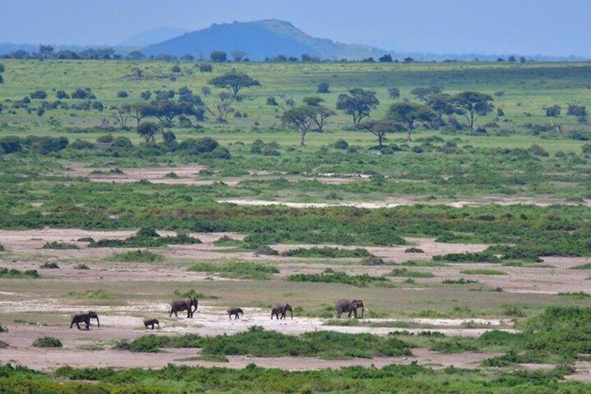 2 Days Amboseli Private Safari