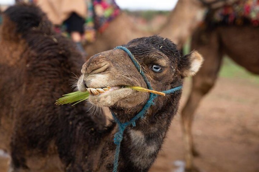 Princess, a young camel, chews on a palm frond.