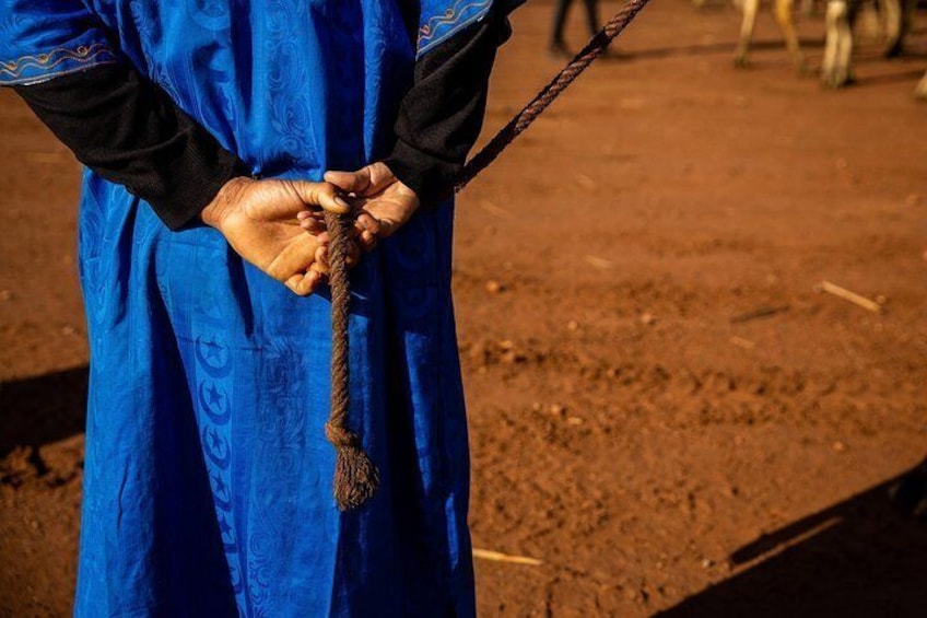 A guide holds the lede rope for camels in the Moroccan desert.