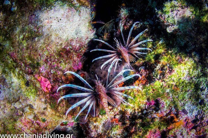 Snorkeling and Boat Tour in Crete