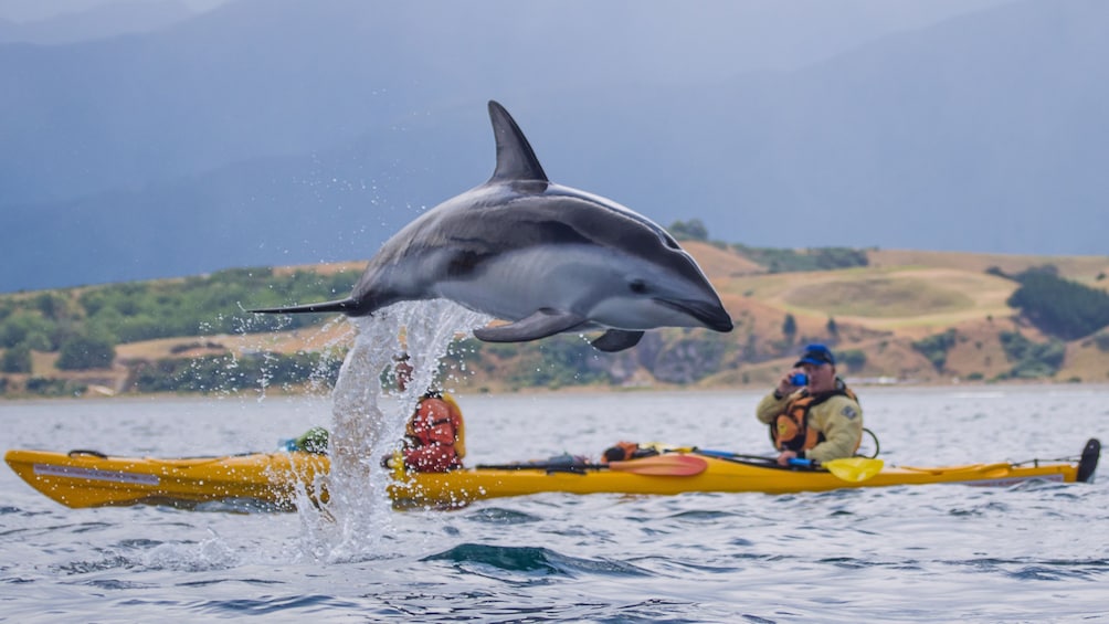 Outdoor Activities In Kaikoura Travelocity