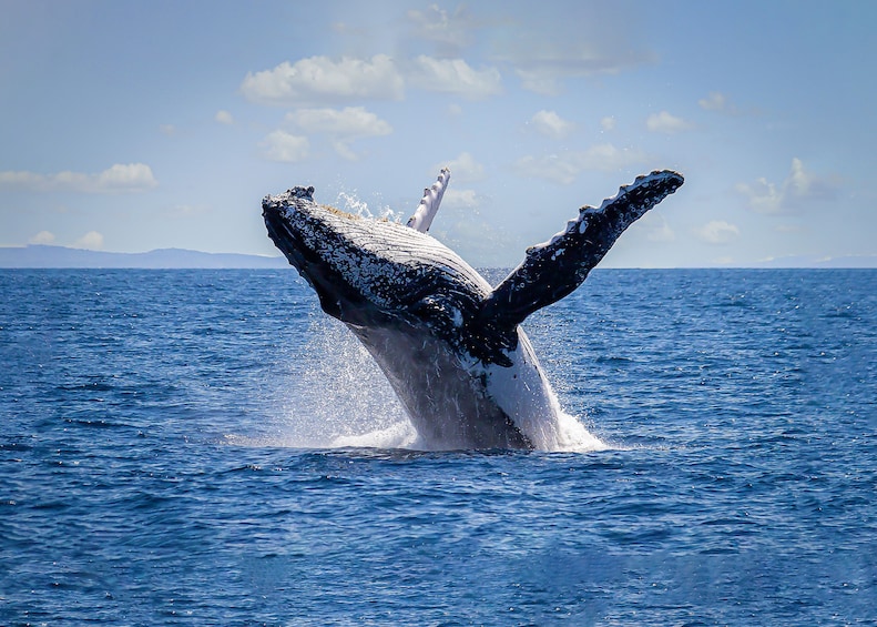 Sydney Harbour Whale Watching Cruise