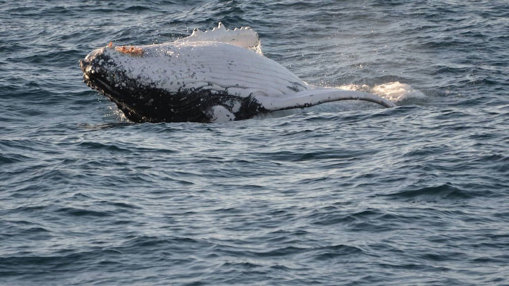 Whale in the waters of the Sydney Harbour in Australia