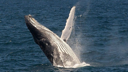 悉尼港觀鯨遊船之旅