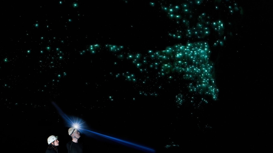 Glowworm Cave Tour