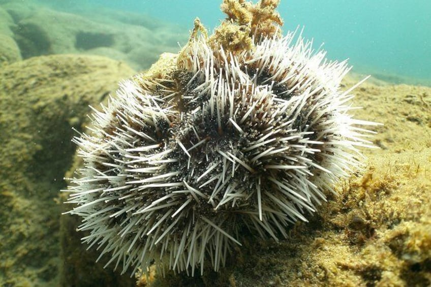 Show item 3 of 5. Guided Snorkeling Tour