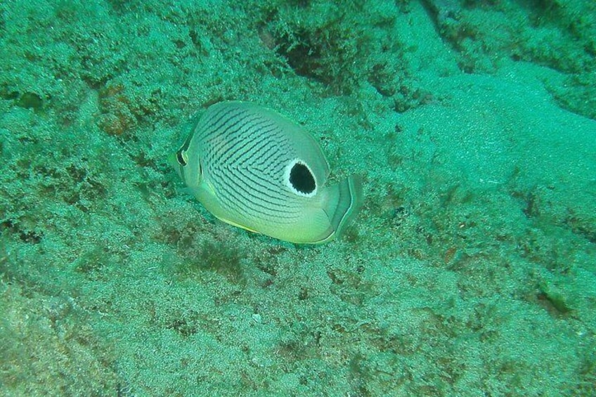 Guided Coral Reef Snorkeling Tour