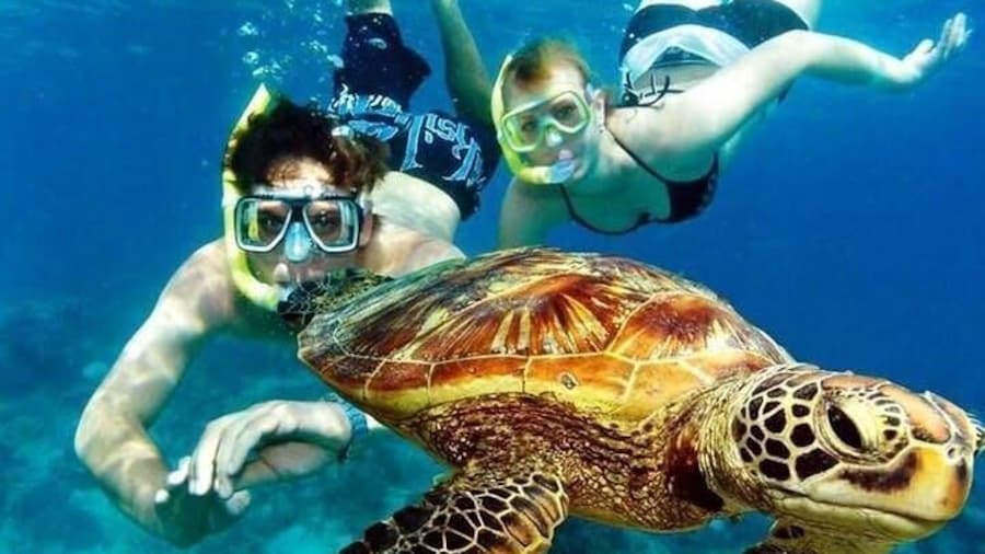 Guided Coral Reef Snorkeling Tour