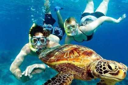 Guided Coral Reef Snorkelling Tour