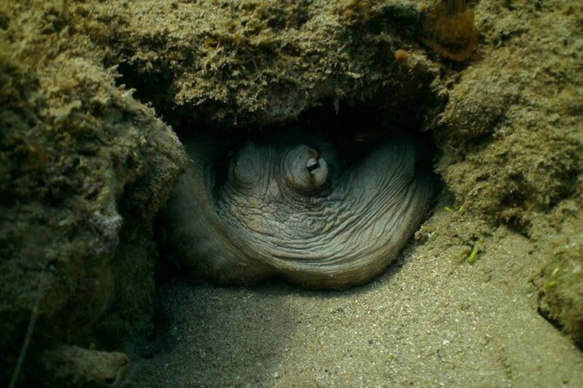 Show item 4 of 5. Guided Snorkeling Tour