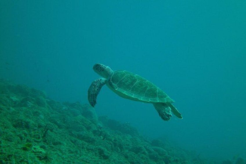 Show item 2 of 5. Guided Snorkeling Tour