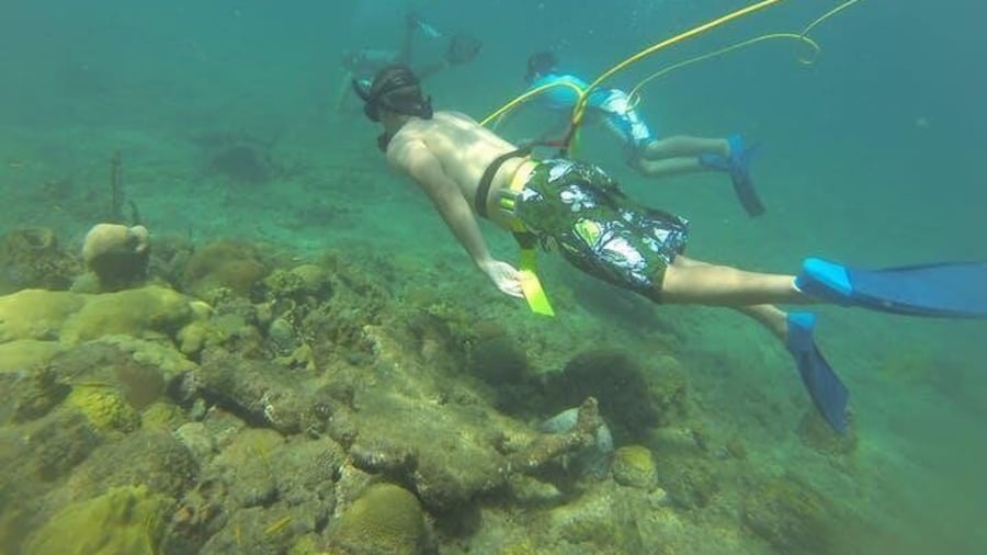 OCTOPUS DIVING