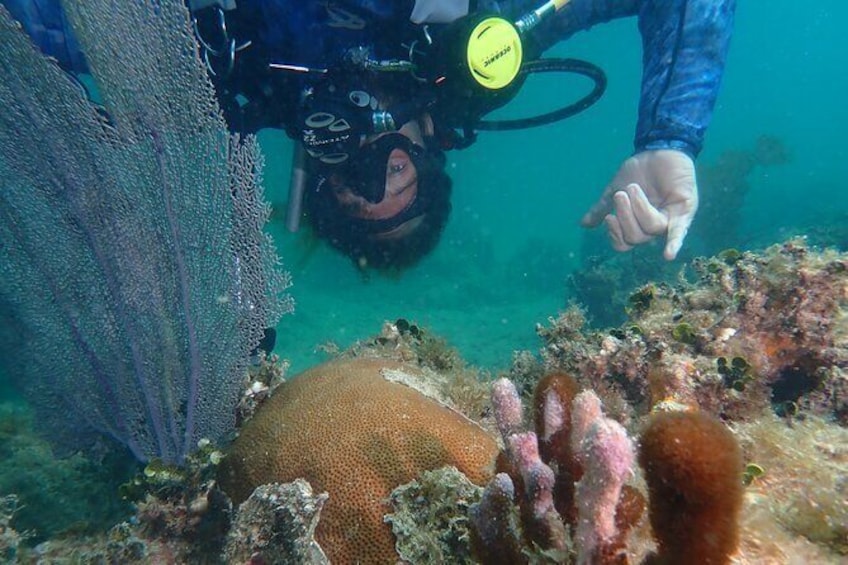 Show item 3 of 4. Padi Discover Scuba Diving / NO Experience Needed