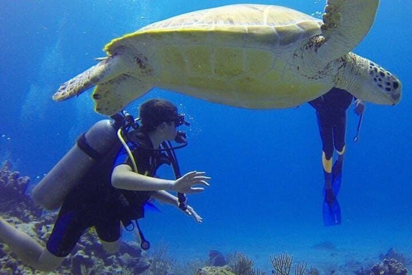 Padi Discover Scuba Diving / NO Experience Needed