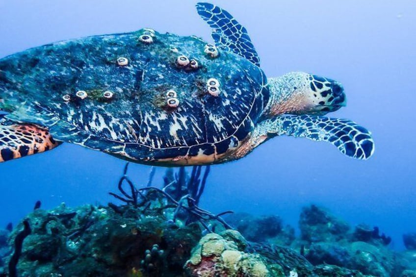 Show item 4 of 5. Come scuba diving or snorkeling with us here in Rincon PR and possibly see a sea turtle. Steps Beach and other locations