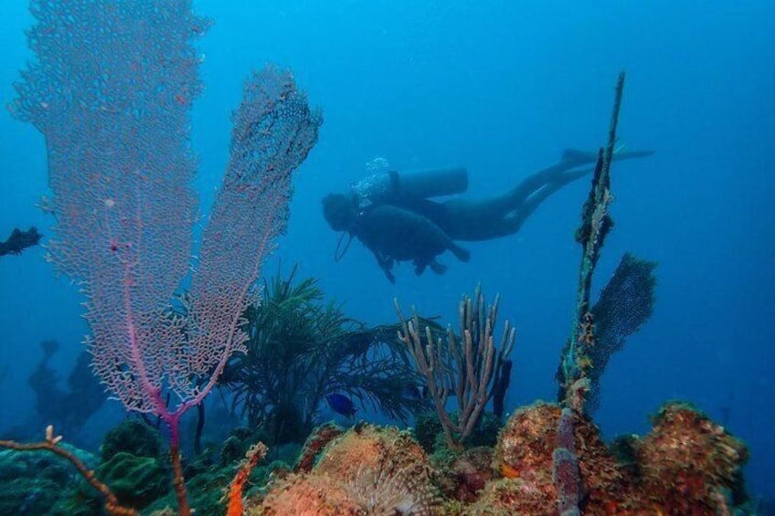 Come Scuba Diving here in Rincon Puerto Rico over amazing coral reef. We also offer amazing snorkel tours 