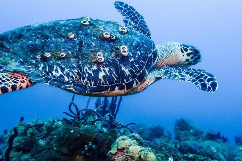 Come scuba diving or snorkeling with us here in Rincon PR and possibly see a sea turtle. Steps Beach and other locations