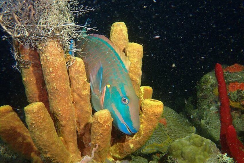 Great Escape Puerto Rico scuba & Snorkeling tours in Rincon PR. Steps Beach Diving over coral reefs