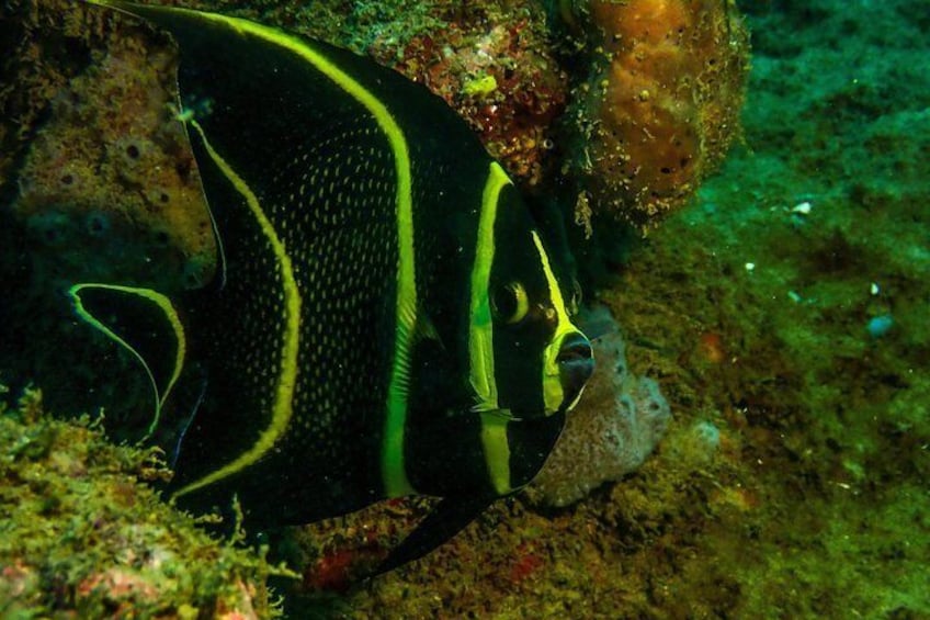 Rincon Puerto Rico Scuba & Snorkeling tours. Steps Beach Diving over amazing coral reef 