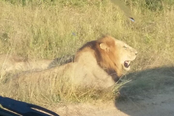 Rhino & Lion Park Safari and Canopy Zipline experience with a Private Guide