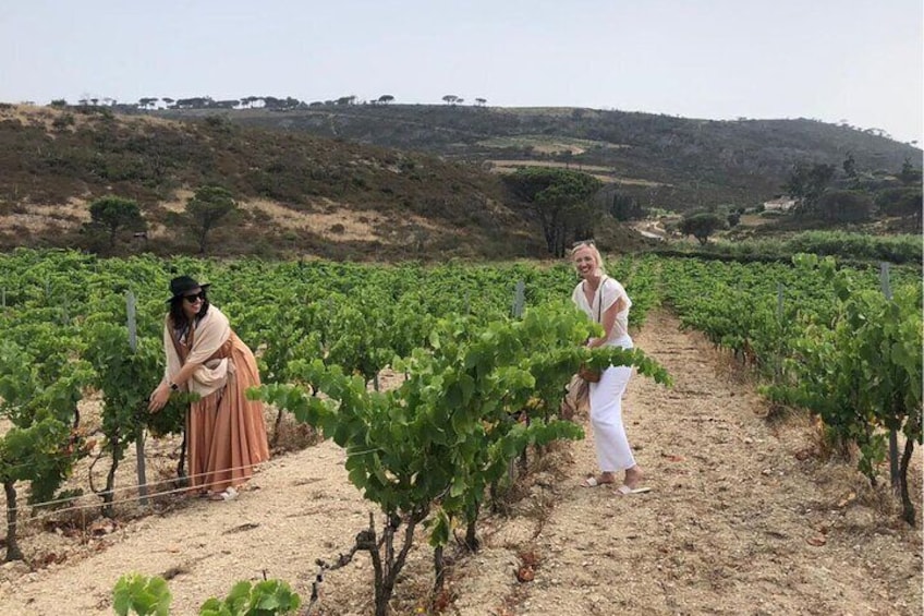 Saint-tropez dégustation de vins