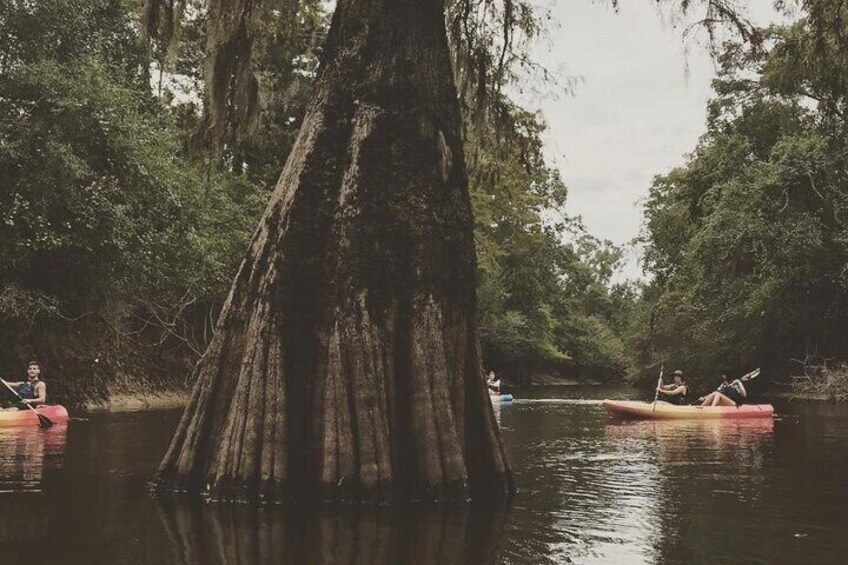 Whitney Plantation and Manchac Swamp Kayak Tour Combo