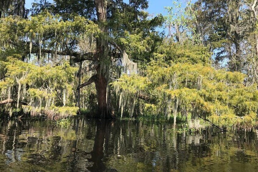 Whitney Plantation and Manchac Swamp Kayak Tour Combo