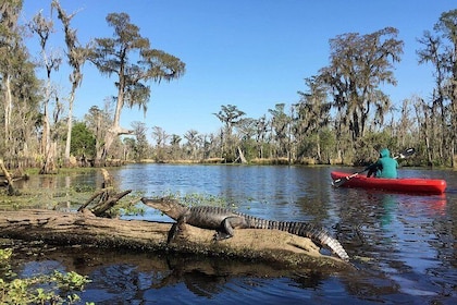 Whitney Plantation och Manchac Swamp Kayak Tour Combo