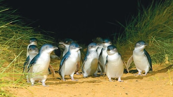 Phillip Island Penguins Tour from Melbourne