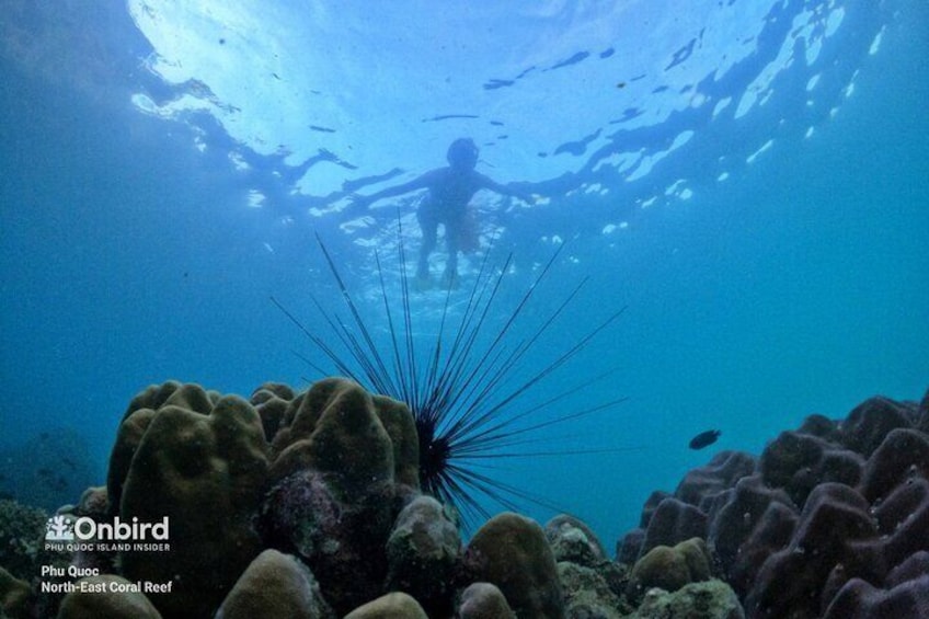 Explore coral city at North-east Coral Reef, Phu Quoc Island, Vietnam