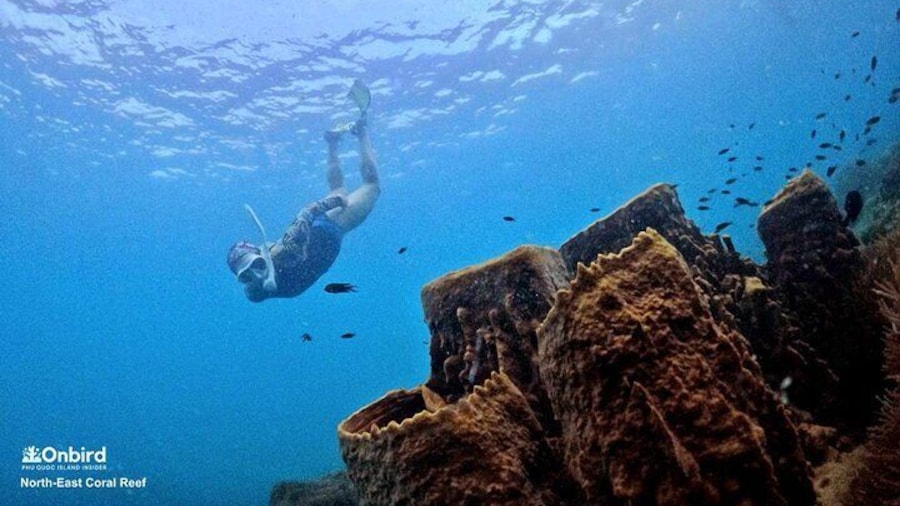 PRO-SNORKELING to Explore Hidden Coral Reefs