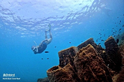 PRO-SNORKELING to Explore Hidden Coral Reefs (MAX 10 PAX)