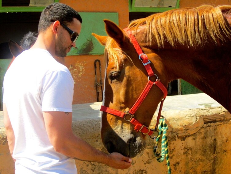 Foto 3 von 10 laden Horseback Riding Experience in Collserola Park-Horse tour