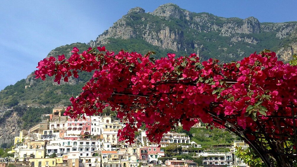 Flowers bloom in the town of Naples