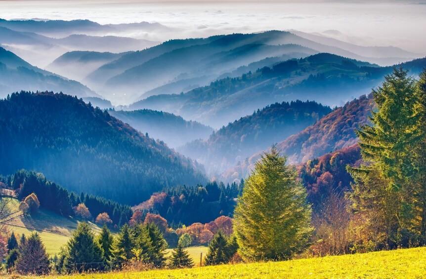 A Day In The Black Forest from Strasbourg