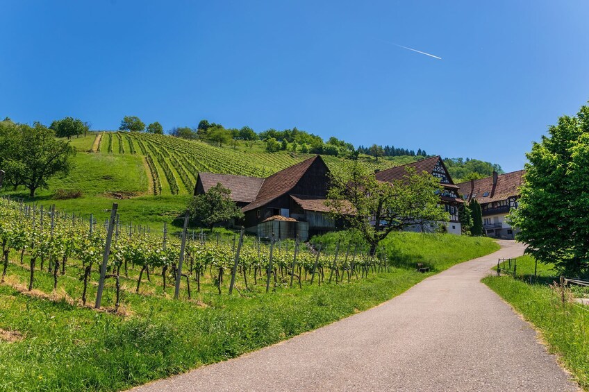 A Day In The Black Forest from Strasbourg
