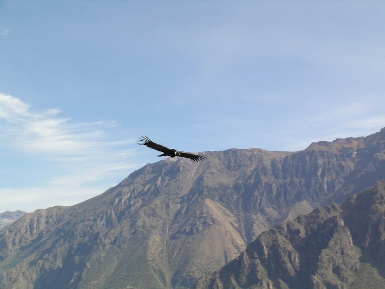 Full Day Colca Canyon Tour