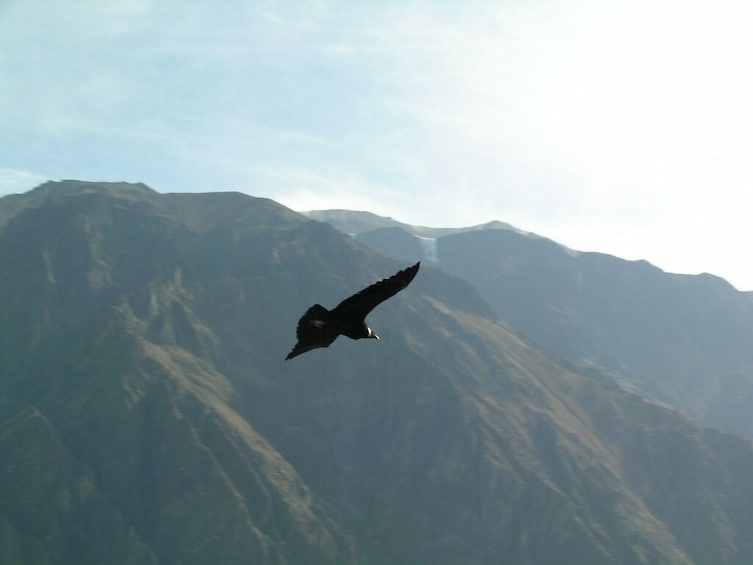 Full Day Colca Canyon Tour