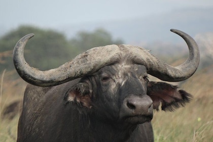 1 Day Safari to Mikumi National Park